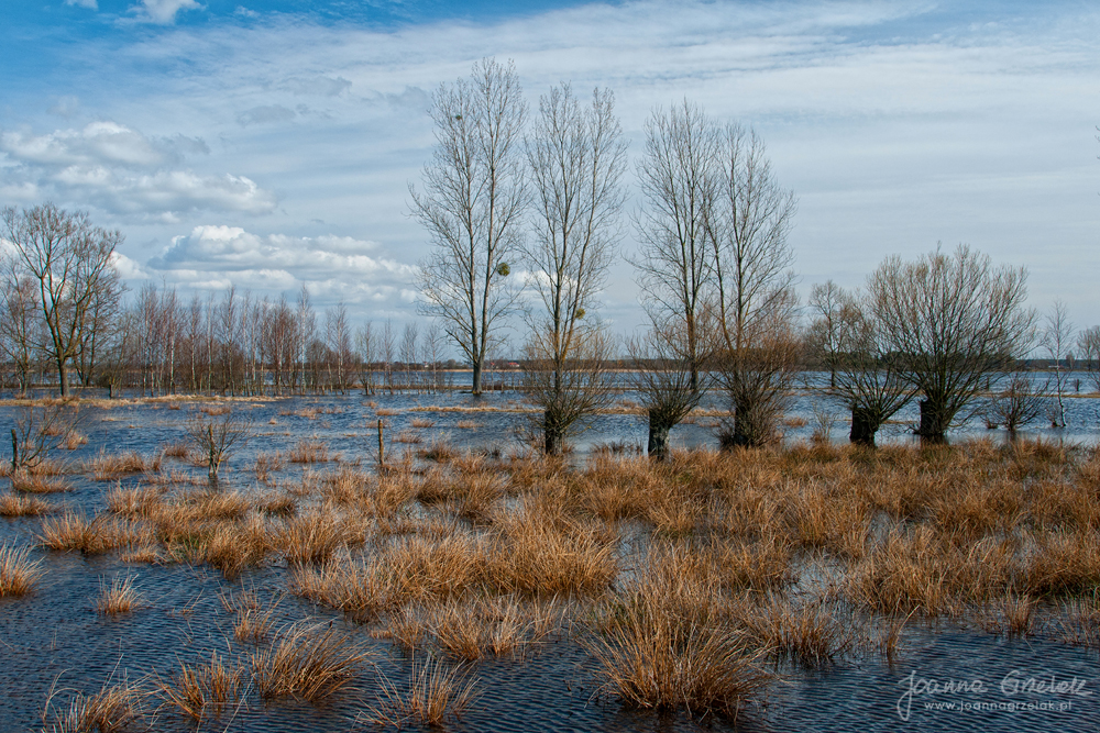 035_Biebrza - kwiecien 2013.jpg